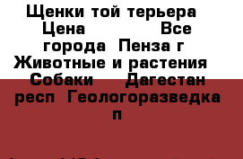 Щенки той терьера › Цена ­ 10 000 - Все города, Пенза г. Животные и растения » Собаки   . Дагестан респ.,Геологоразведка п.